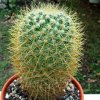 Mammillaria _rhodantha _ssp.pringlei__ 02